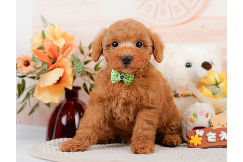 成約済の神奈川県のトイプードル-310319の8枚目