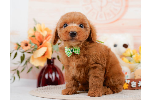 成約済の神奈川県のトイプードル-310319の7枚目