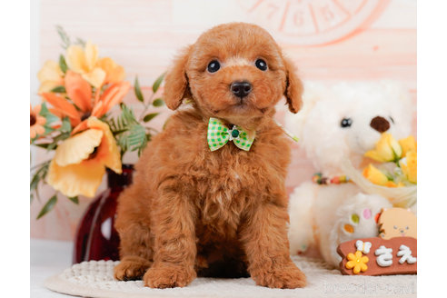 成約済の神奈川県のトイプードル-310319の6枚目