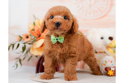 成約済の神奈川県のトイプードル-310319の5枚目