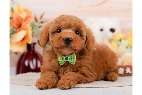 成約済の神奈川県のトイプードル-310319の4枚目