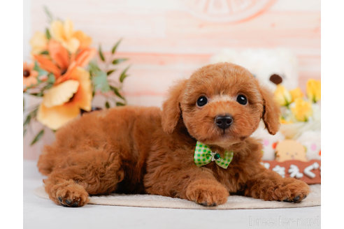 成約済の神奈川県のトイプードル-310319