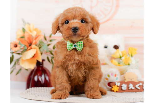 成約済の神奈川県のトイプードル-310319の3枚目