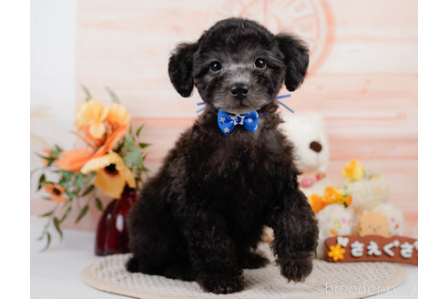 成約済の神奈川県のトイプードル-310326の16枚目