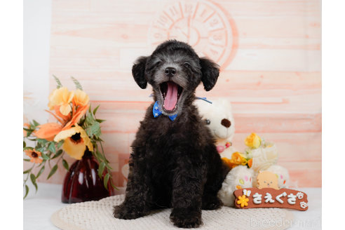 成約済の神奈川県のトイプードル-310326の12枚目