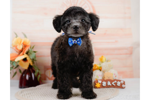 成約済の神奈川県のトイプードル-310326の11枚目