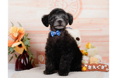 成約済の神奈川県のトイプードル-310326の10枚目