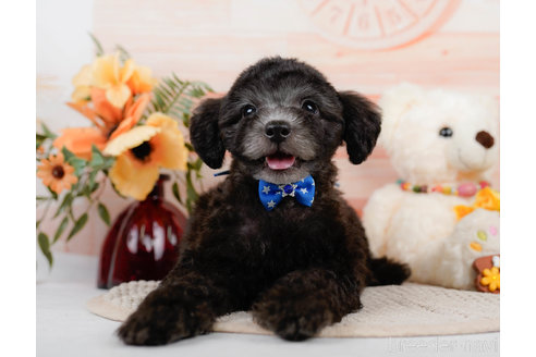 成約済の神奈川県のトイプードル-310326の9枚目