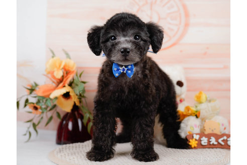 成約済の神奈川県のトイプードル-310326の7枚目