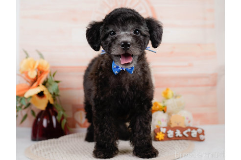 成約済の神奈川県のトイプードル-310326の6枚目