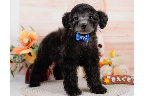 成約済の神奈川県のトイプードル-310326の4枚目