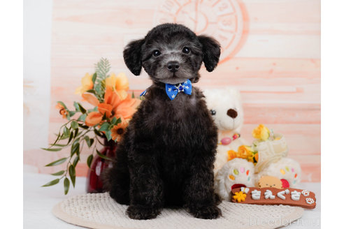 成約済の神奈川県のトイプードル-310326の3枚目