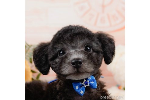 成約済の神奈川県のトイプードル-310326の1枚目