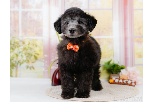 成約済の神奈川県のトイプードル-310334の14枚目