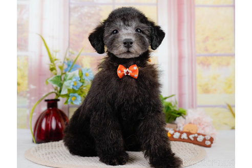 成約済の神奈川県のトイプードル-310334の13枚目