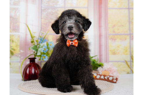 成約済の神奈川県のトイプードル-310334の12枚目