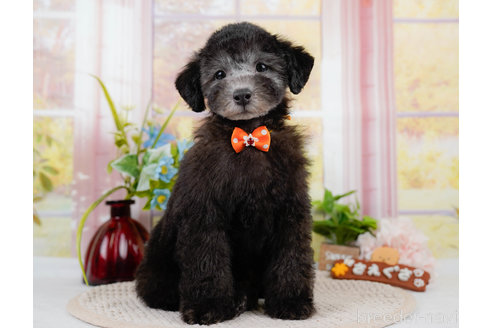 成約済の神奈川県のトイプードル-310334の11枚目