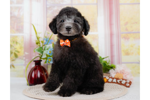 成約済の神奈川県のトイプードル-310334の10枚目