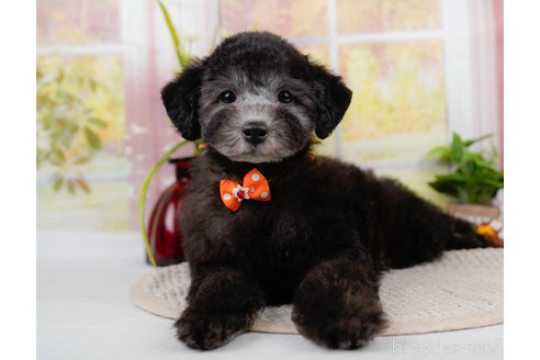 成約済の神奈川県のトイプードル-310334の9枚目