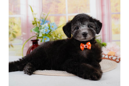 成約済の神奈川県のトイプードル-310334の8枚目