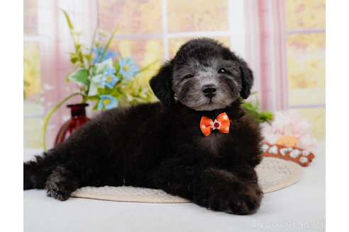 成約済の神奈川県のトイプードル-310334の7枚目