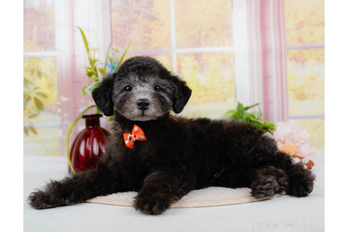 成約済の神奈川県のトイプードル-310334の6枚目