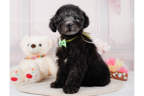 成約済の神奈川県のトイプードル-310338の9枚目