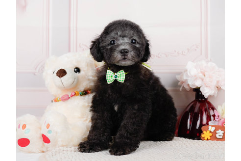 成約済の神奈川県のトイプードル-310338の8枚目