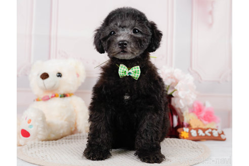 成約済の神奈川県のトイプードル-310338の7枚目