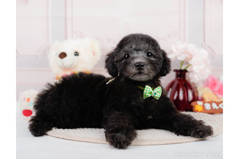 成約済の神奈川県のトイプードル-310338の6枚目