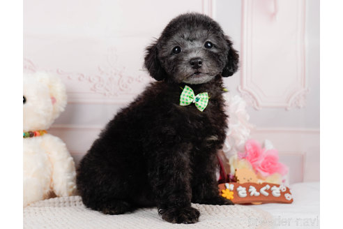 成約済の神奈川県のトイプードル-310338の4枚目