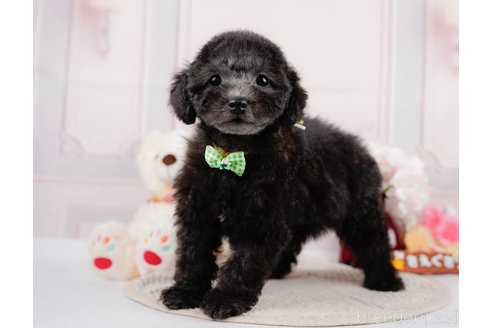 成約済の神奈川県のトイプードル-310338の3枚目