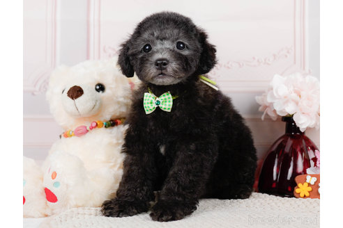 成約済の神奈川県のトイプードル-310338の2枚目