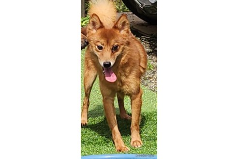 成約済の福岡県のミックス犬-310339の2枚目