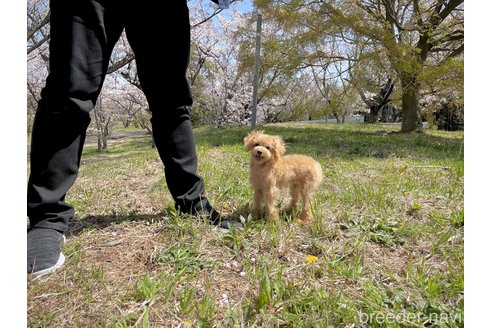 成約済の滋賀県のティーカッププードル-304252の1枚目