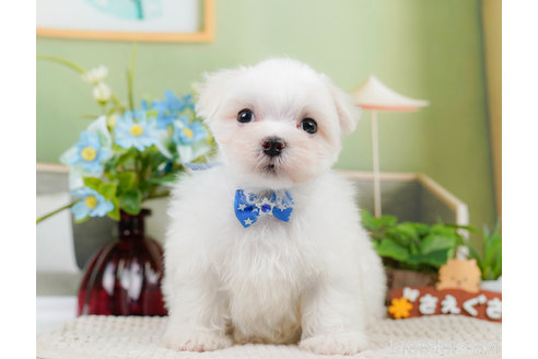 成約済の神奈川県のマルチーズ-310346の12枚目