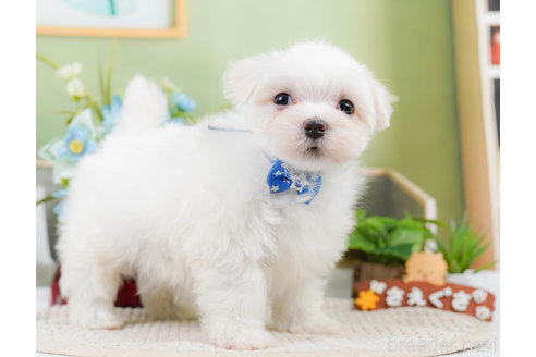 成約済の神奈川県のマルチーズ-310346の11枚目