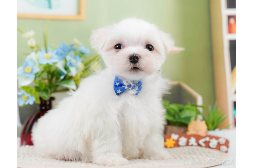 成約済の神奈川県のマルチーズ-310346の9枚目