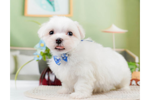 成約済の神奈川県のマルチーズ-310346の8枚目