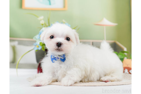 成約済の神奈川県のマルチーズ-310346の7枚目