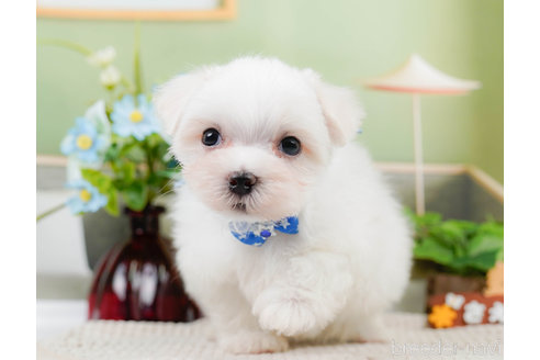 成約済の神奈川県のマルチーズ-310346の6枚目