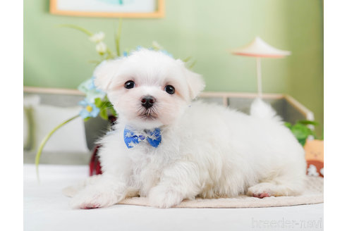 成約済の神奈川県のマルチーズ-310346の5枚目