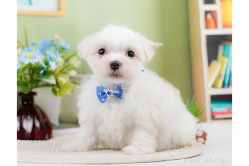 成約済の神奈川県のマルチーズ-310346の4枚目