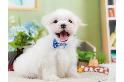 成約済の神奈川県のマルチーズ-310346の3枚目