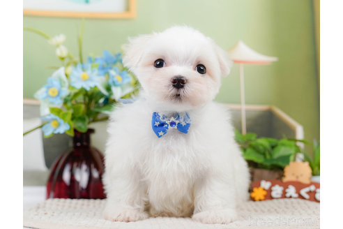 成約済の神奈川県のマルチーズ-310346の1枚目