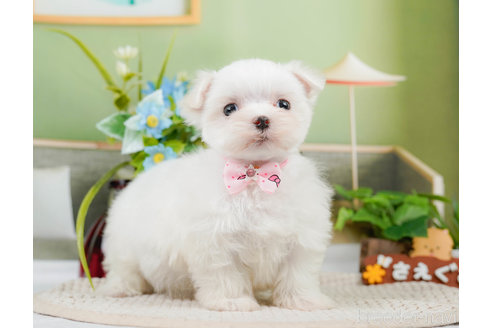 成約済の神奈川県のマルチーズ-310349の11枚目