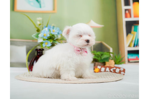 成約済の神奈川県のマルチーズ-310349の10枚目