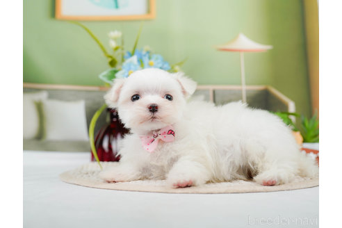 成約済の神奈川県のマルチーズ-310349の7枚目