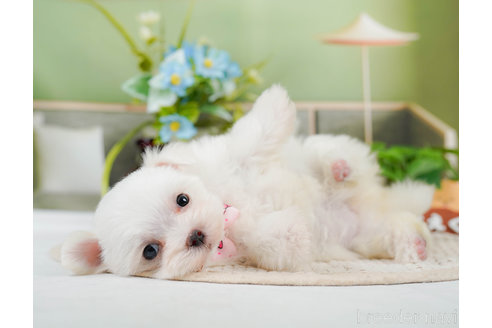 成約済の神奈川県のマルチーズ-310349の5枚目