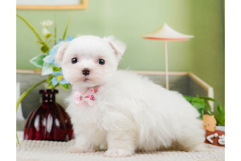 成約済の神奈川県のマルチーズ-310349の3枚目